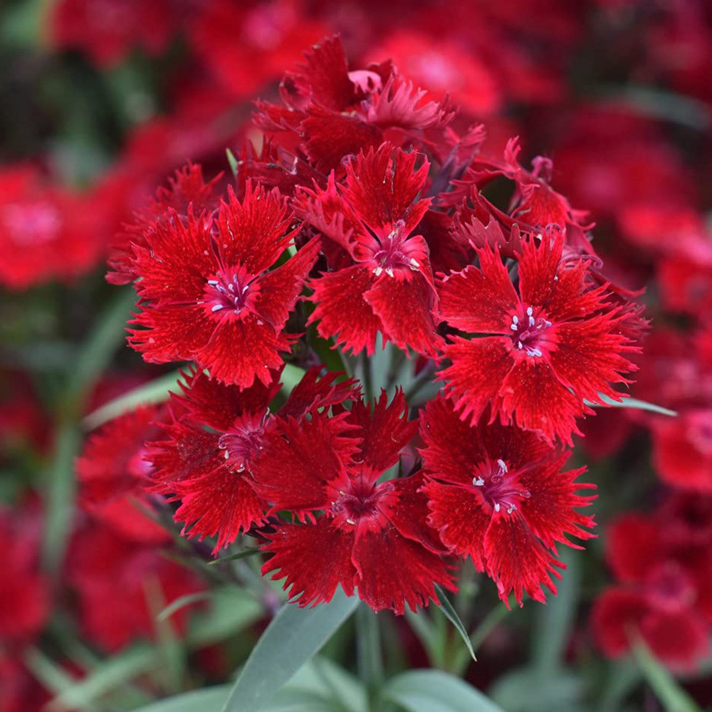 Thompson and Morgan Dianthus Pinks Rocking Red Plant Plug 48 Pack Image 1