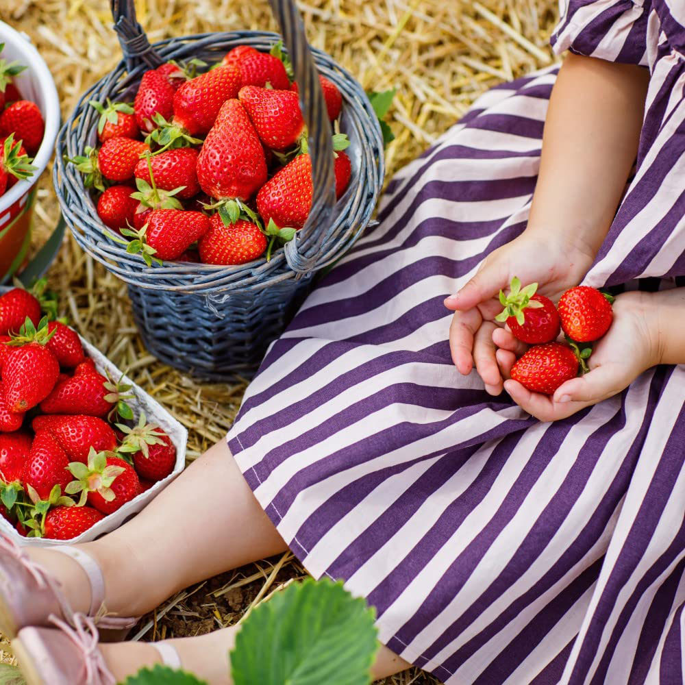 Thompson and Morgan Strawberry Fragaria Symphony Peat Free Plant Pot 9cm 6 Pack Image 5