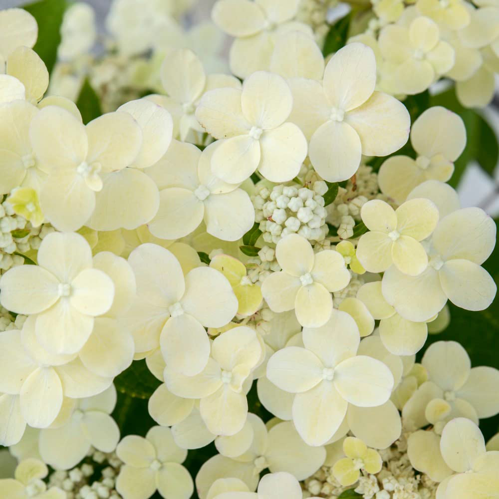 Thompson and Morgan Hydrangea paniculata Polestar Ophelia Plant Pot 3L Image 4