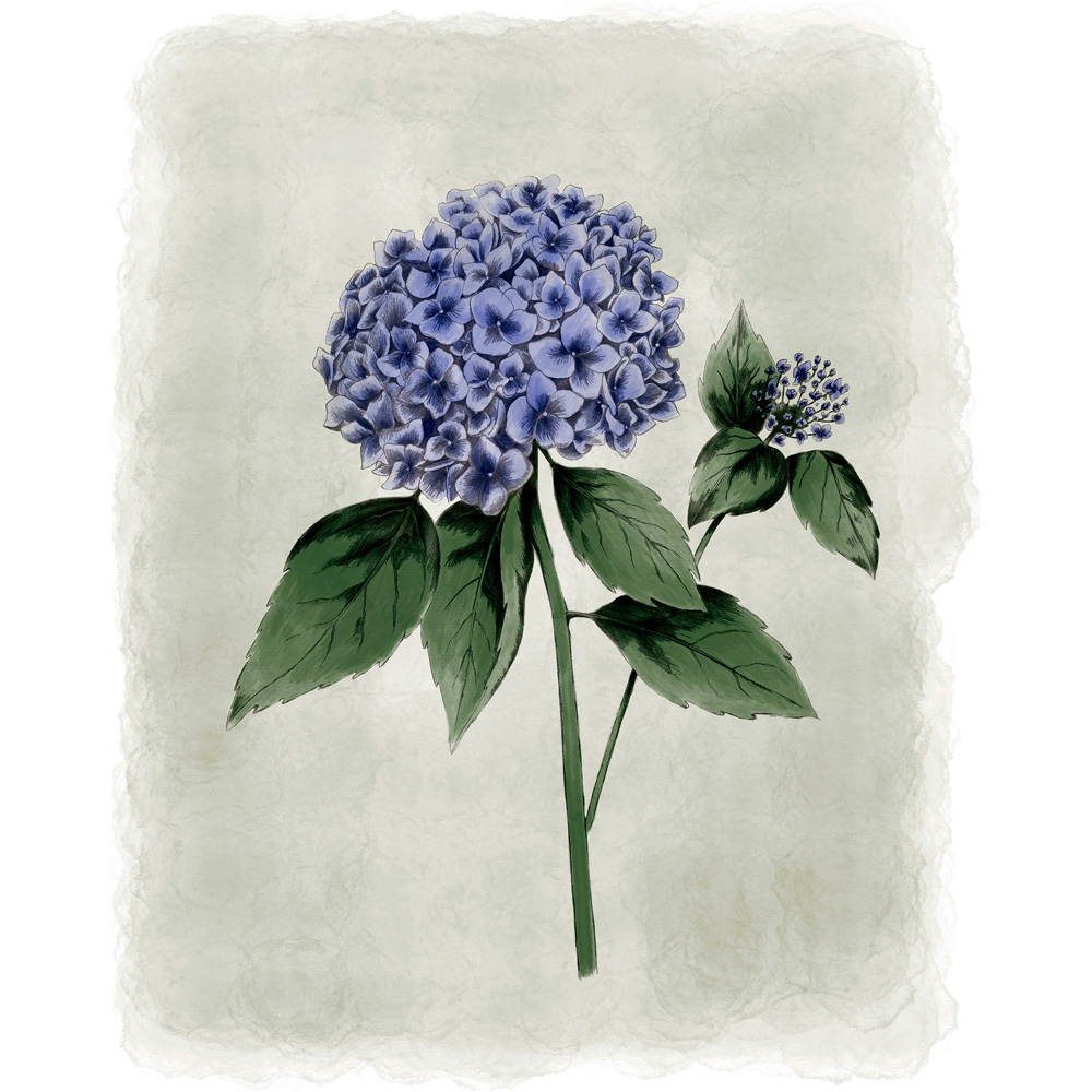 Laura Ashley Hydrangea Flower Black Frame Wall Art 50 x 70cm Image 4