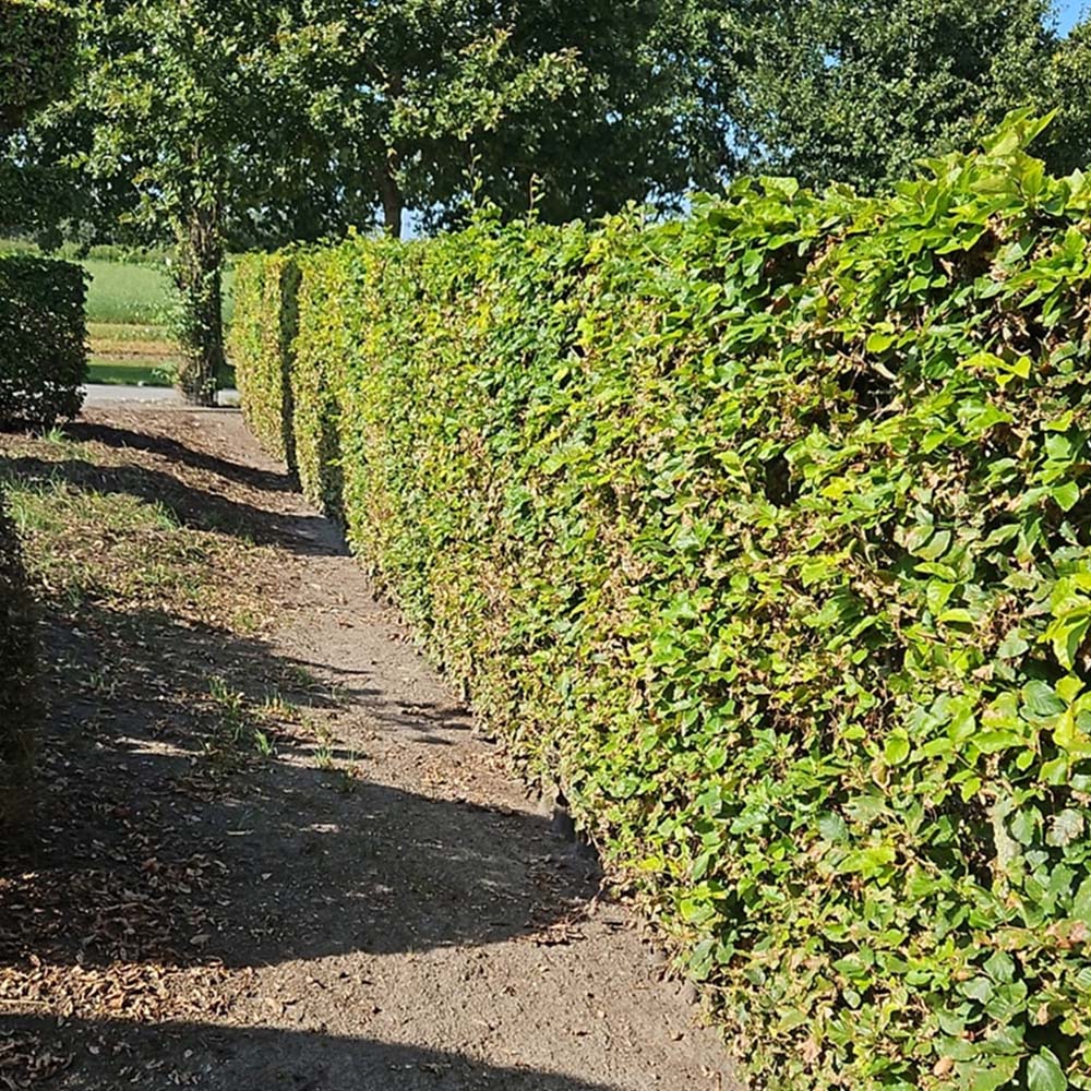 Inspirational Gifting Green Beech Semi-Evergreen Bare Root Hedge Plant Sapling 4-5ft 5 Pack Image 3