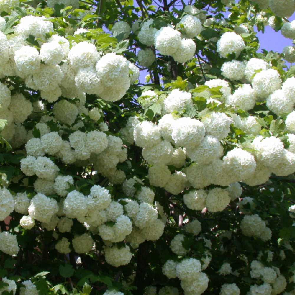 Thompson and Morgan Viburnum Opulus Roseum Hardy Outdoor Plant Pot 3.6L 2 Pack Image 4