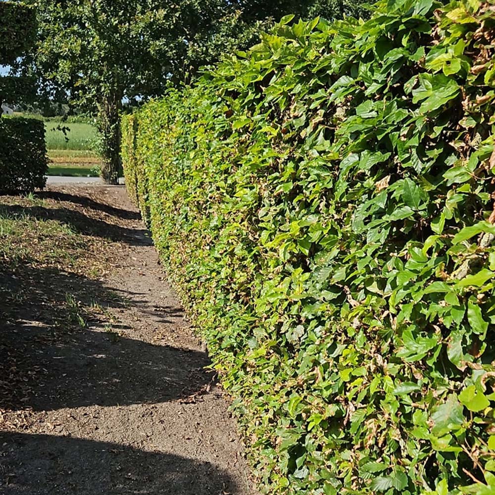 Inspirational Gifting Green Beech Semi-Evergreen Bare Root Hedge Plant Sapling 2-3ft 20 Pack Image 4