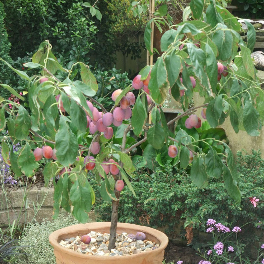 Thompson and Morgan Plum Prunus Victoria Patio Standard St Julien Plant Pot 5L Image 4