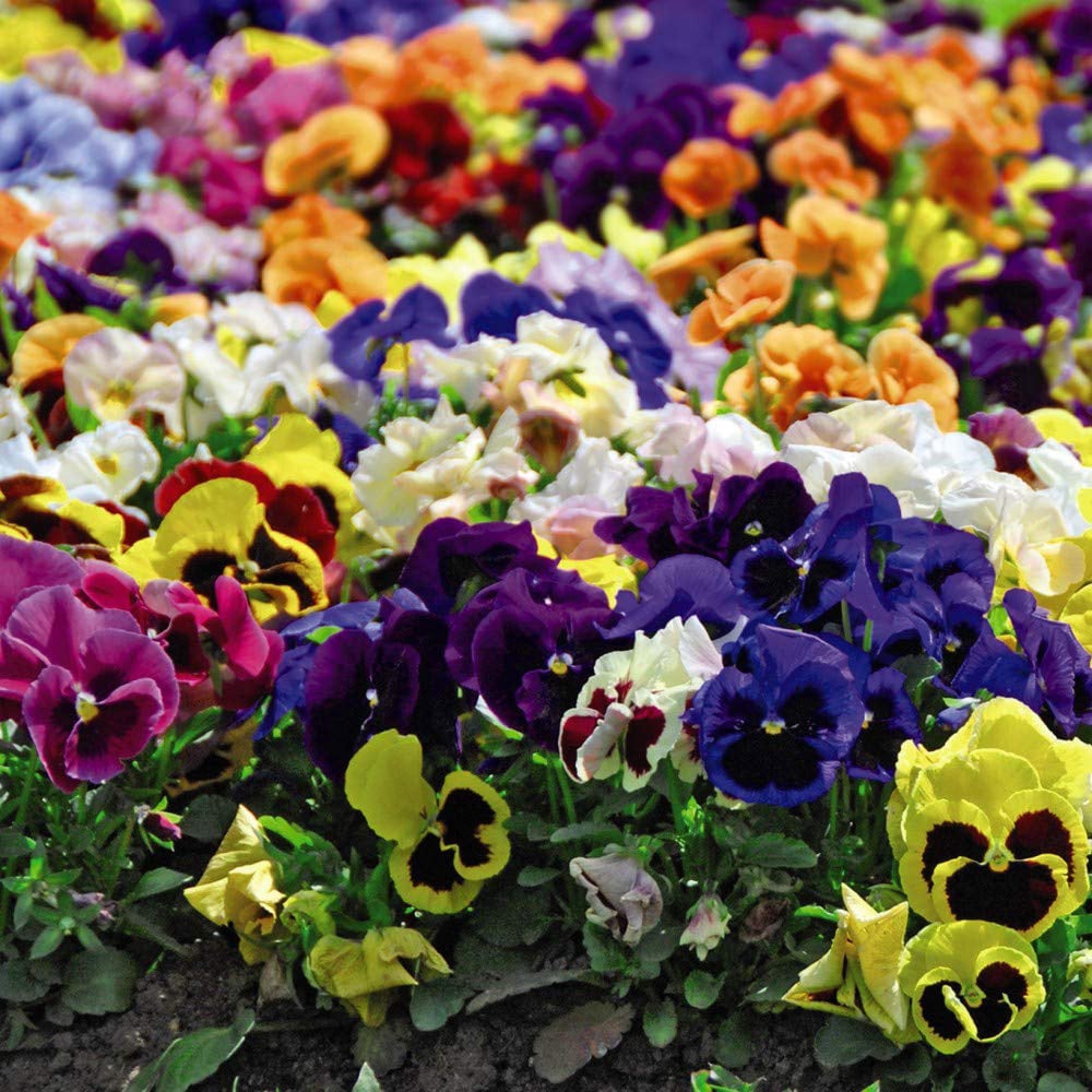 Thompson and Morgan Pansy Summertime Garden Ready Plant 15 Pack Image 2