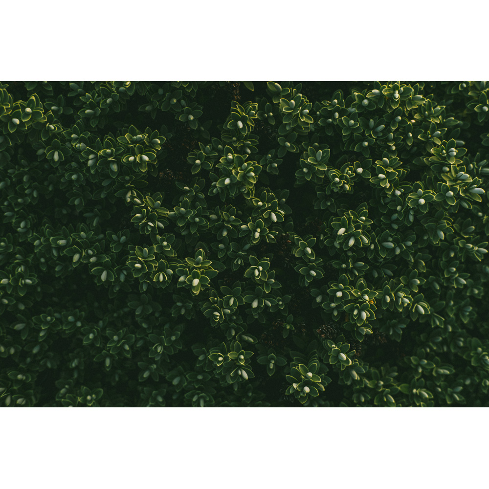 Inspirational Gifting Box Evergreen Bare Root Hedge Plant Sapling 30-40cm 20 Pack Image 5