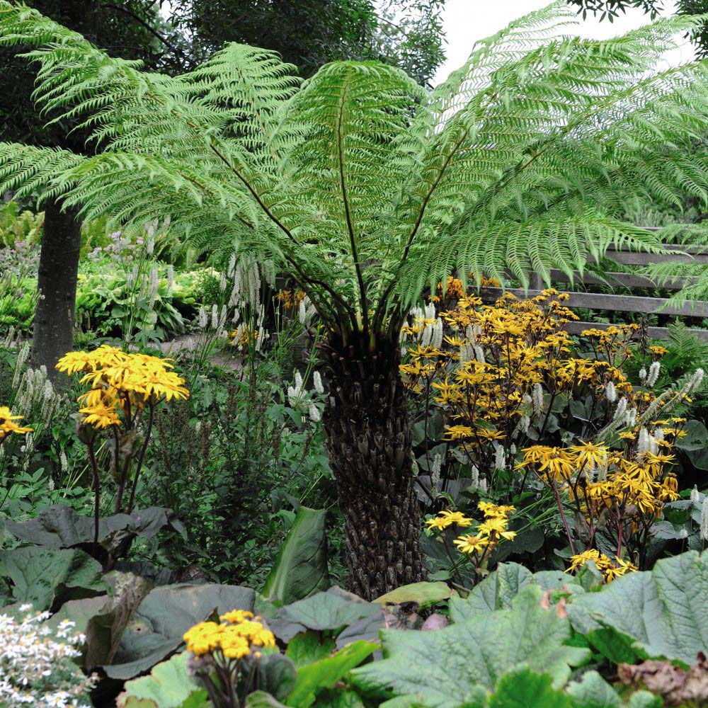 Thompson and Morgan Tree Fern Dicksonia Antarctica Plant Pot 2L 2 Pack Image 4