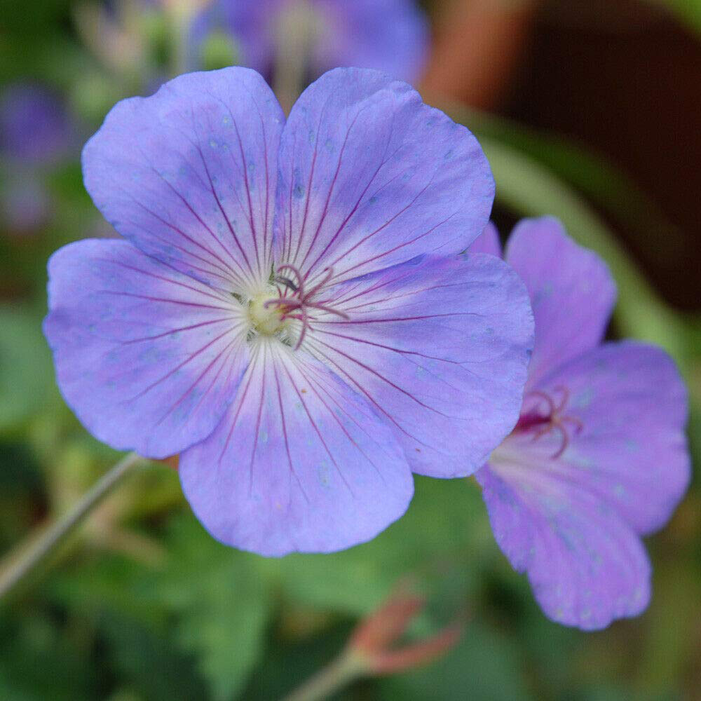 Thompson and Morgan Geranium Rozanne Jumbo Plug Plant 6 Pack Image 4