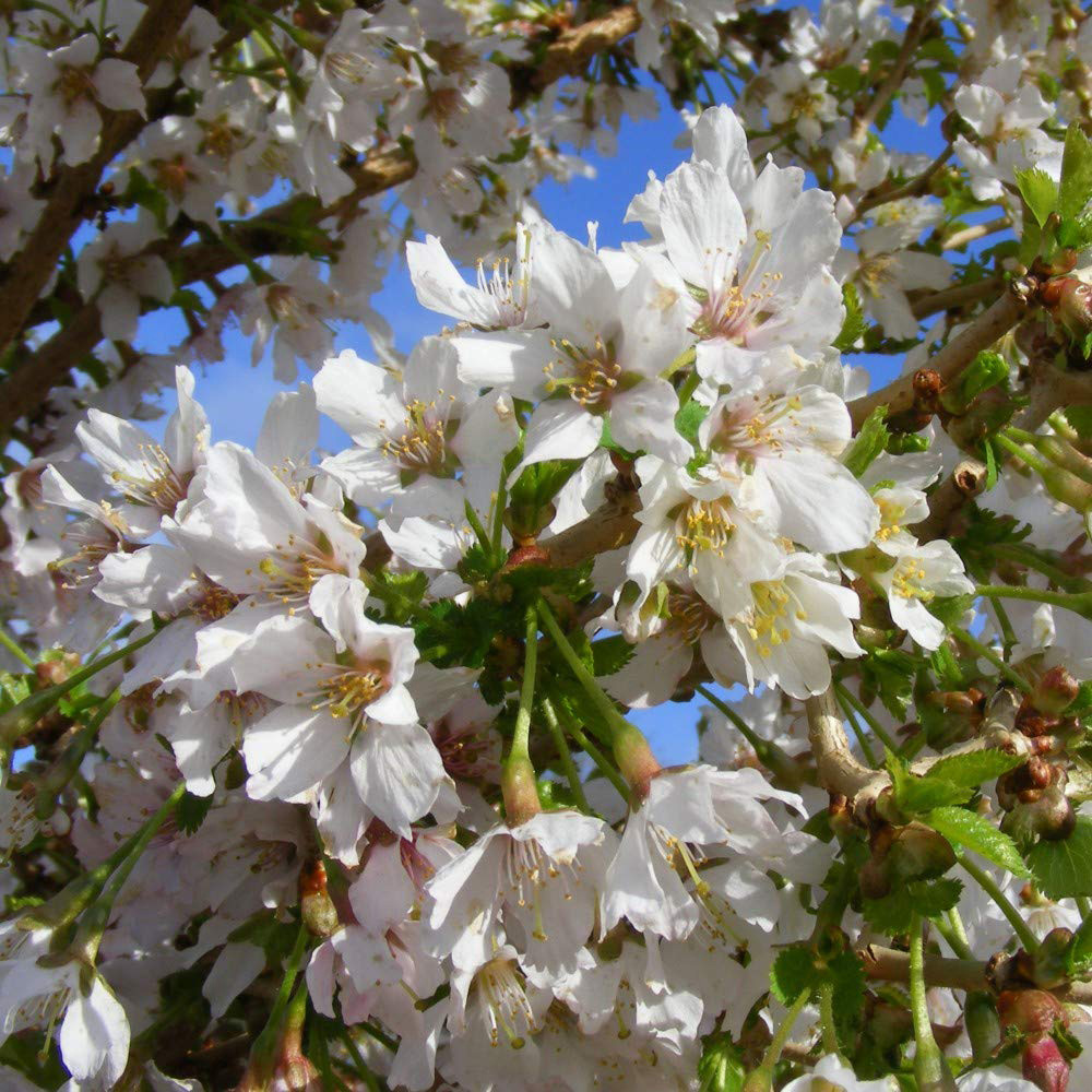 Thompson & Morgan Prunus Incisa Kojo-No-Mai Potted Plant 3.6L 2 Pack Image 6