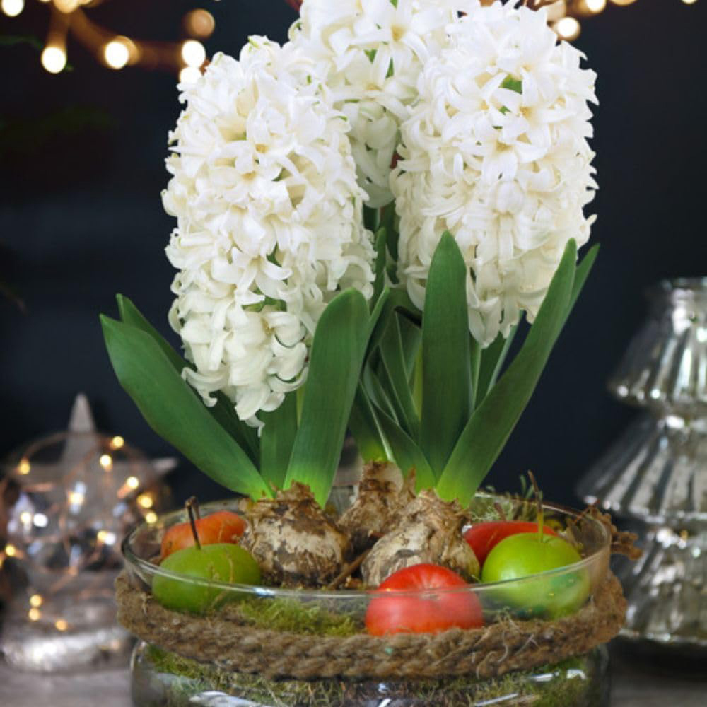 Thompson and Morgan Christmas Gift 3 Hyacinth in Lit Glass Bowl Image 5