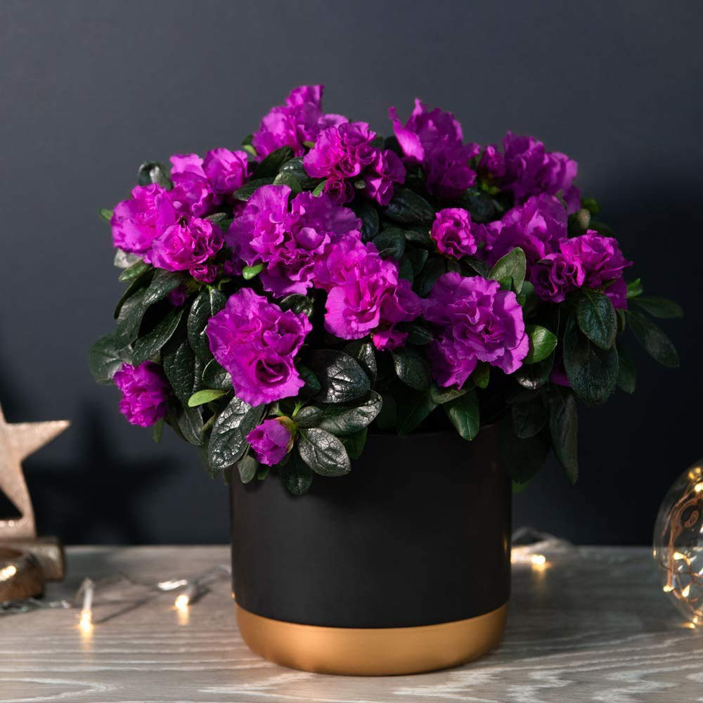 Thompson and Morgan Christmas Gift Azalea Purple Rosebud Plant Pot 14cm Image 3