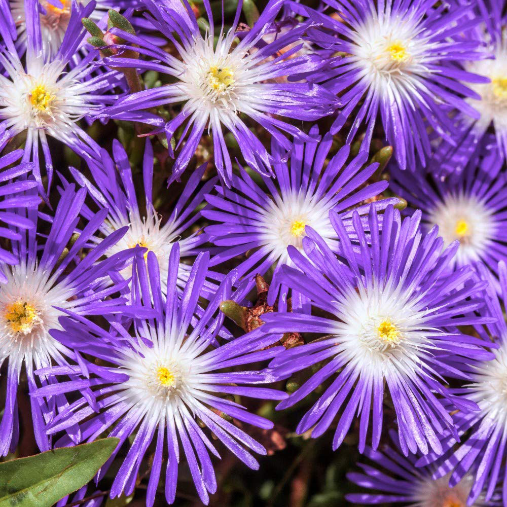 Thompson & Morgan Delosperma Floribunda Stardust Seeds Image