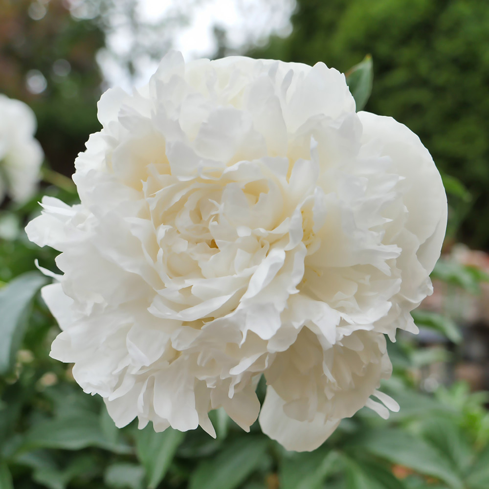 YouGarden Peony Ruffles Bare Root Collection 3 Pack Image 4