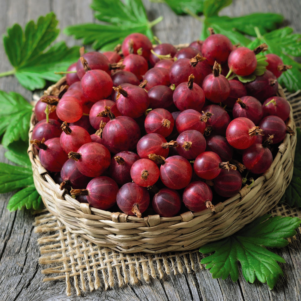 Thompson and Morgan Red Gooseberry Giggles Plant Pot 9cm Image 2