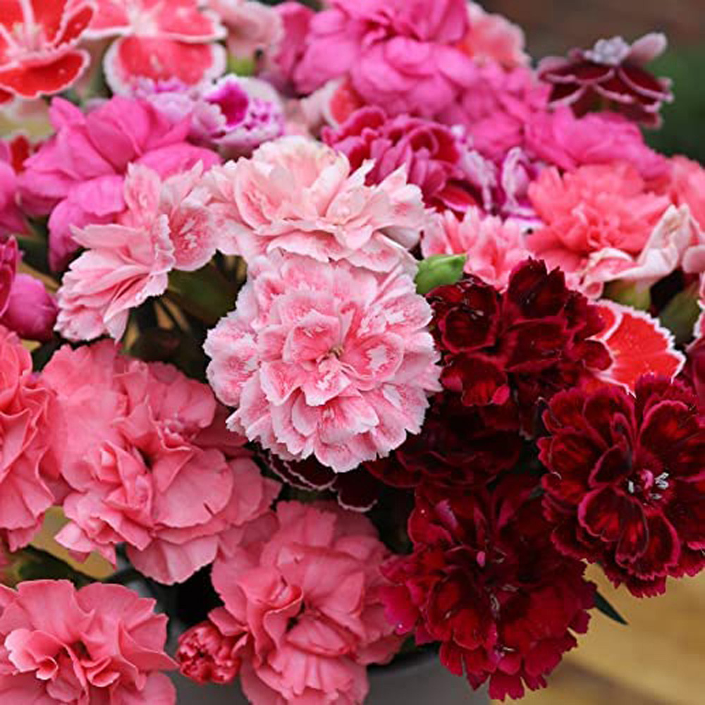 Thompson and Morgan Dianthus Caryophyllus Scented Pleasures Collection Postiplugs 20 Pack Image 1