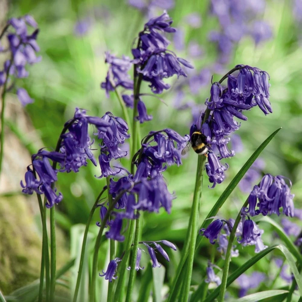 Thompson and Morgan English Bluebell Hyacinthoides Non-Scripta Autumn Planting Bulb 8 Pack Image 4