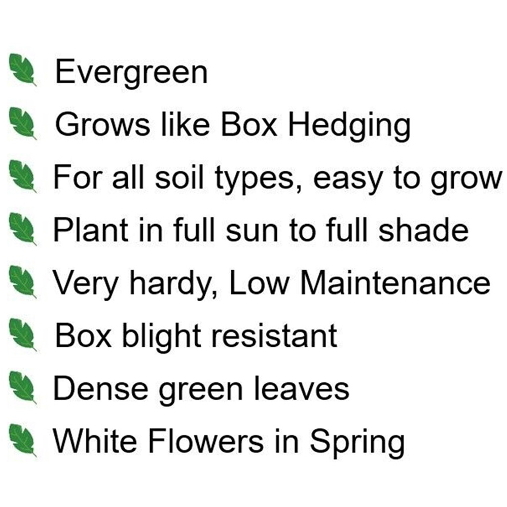 Inspirational Gifting Ilex Crenata Green Hedge Plant 20-30cm 5 Pack Image 6