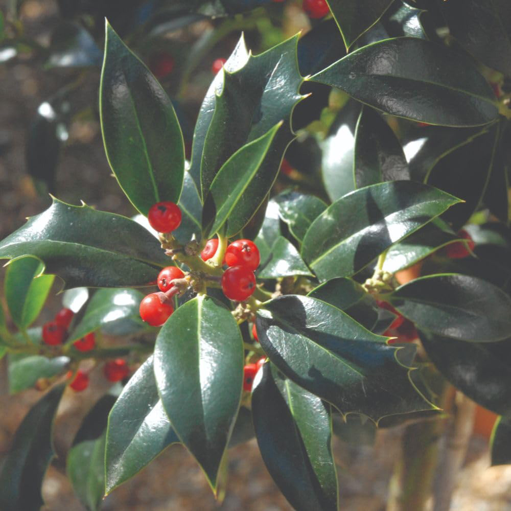 Thompson and Morgan Ilex Aquifolium Alaska Plant Pot 9cm Image 2