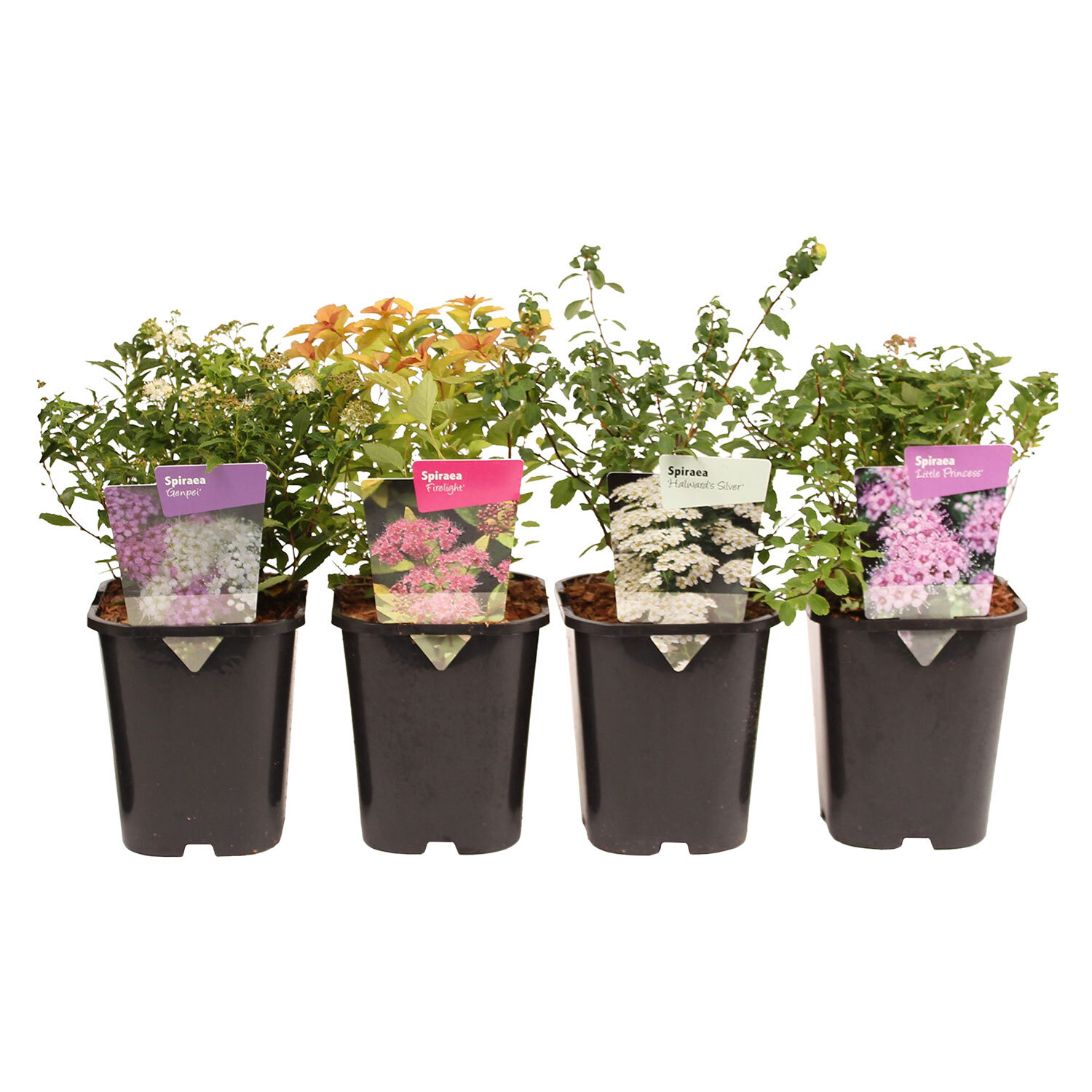 Hardy Starter Spirea Shrub 11cm - Multicolour Image