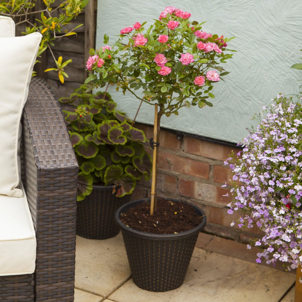 YouGarden Standard Pink Bare Root Rose 2 Pack Image 2