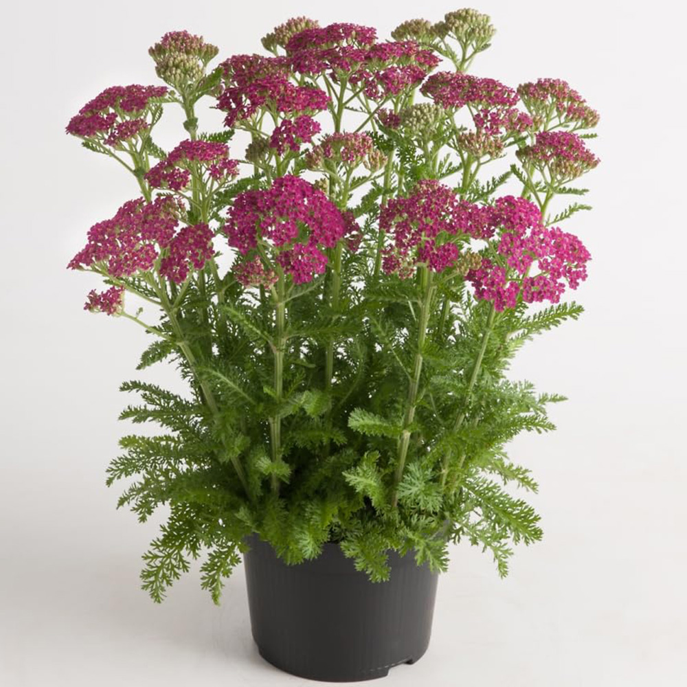 Thompson and Morgan Achillea Milly Rock Rose Plant Pot 2L Image 3