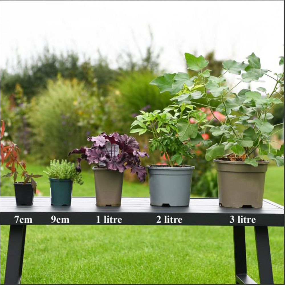 Thompson and Morgan Drosera Capensis Plant Pot 9cm 2 Pack Image 4
