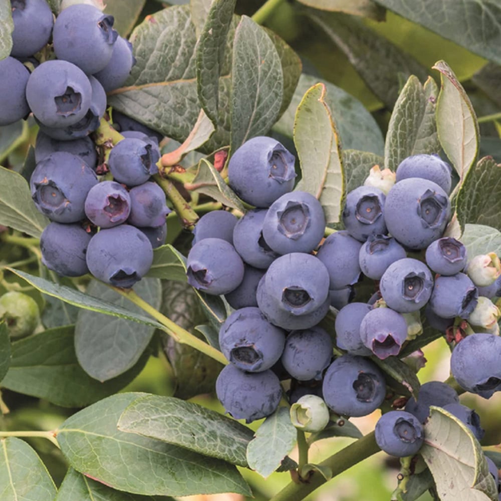 Thompson & Morgan Blueberry Darrow Potted Plant 2 Pack Image 1