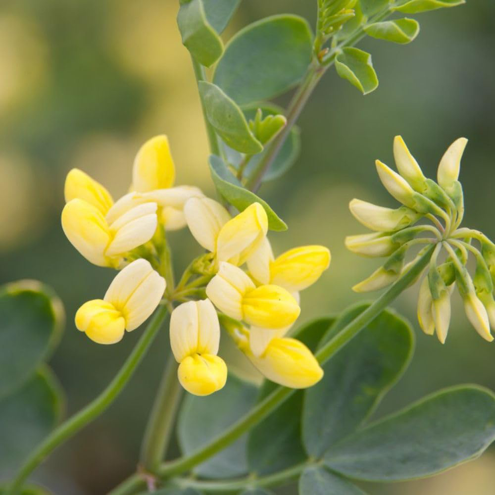 Thompson and Morgan Coronilla Citrina Pot 9cm 3 Pack Image 1