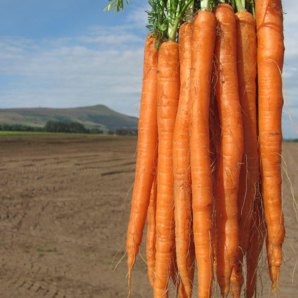 Thompson and Morgan Carrot Daucus Carota Excalibur F1 Seed Packet Image 3