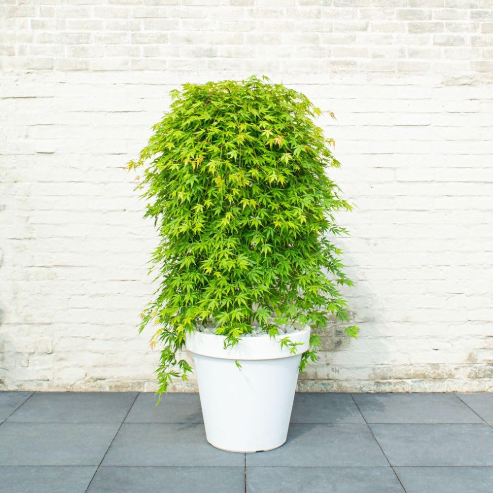 Thompson and Morgan Acer Palmatum Cascade Emerald Plant Pot 3L Image 2