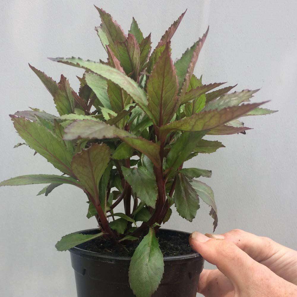 Thompson and Morgan Lobelia Queen Victoria Garden Ready Plant 15 Pack Image 4