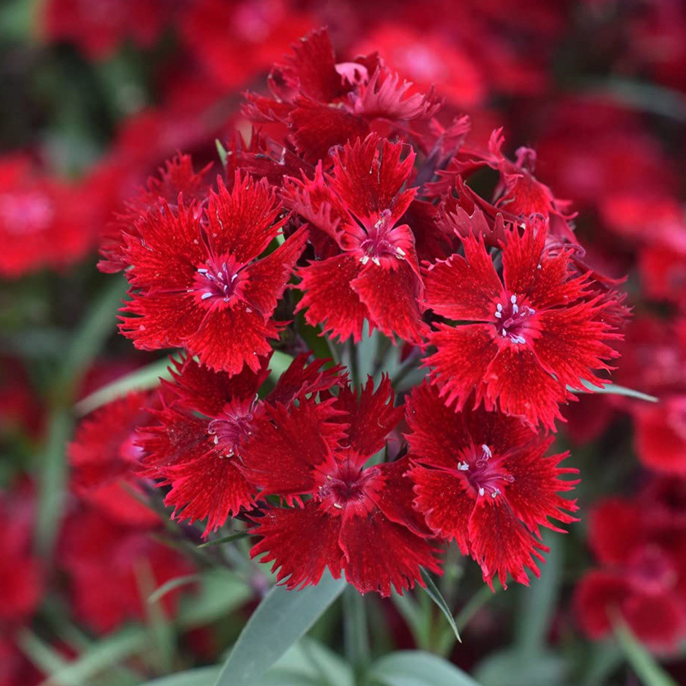 Thompson and Morgan Dianthus Pinks Rocking Red Plant Plug 6 Pack Image 1