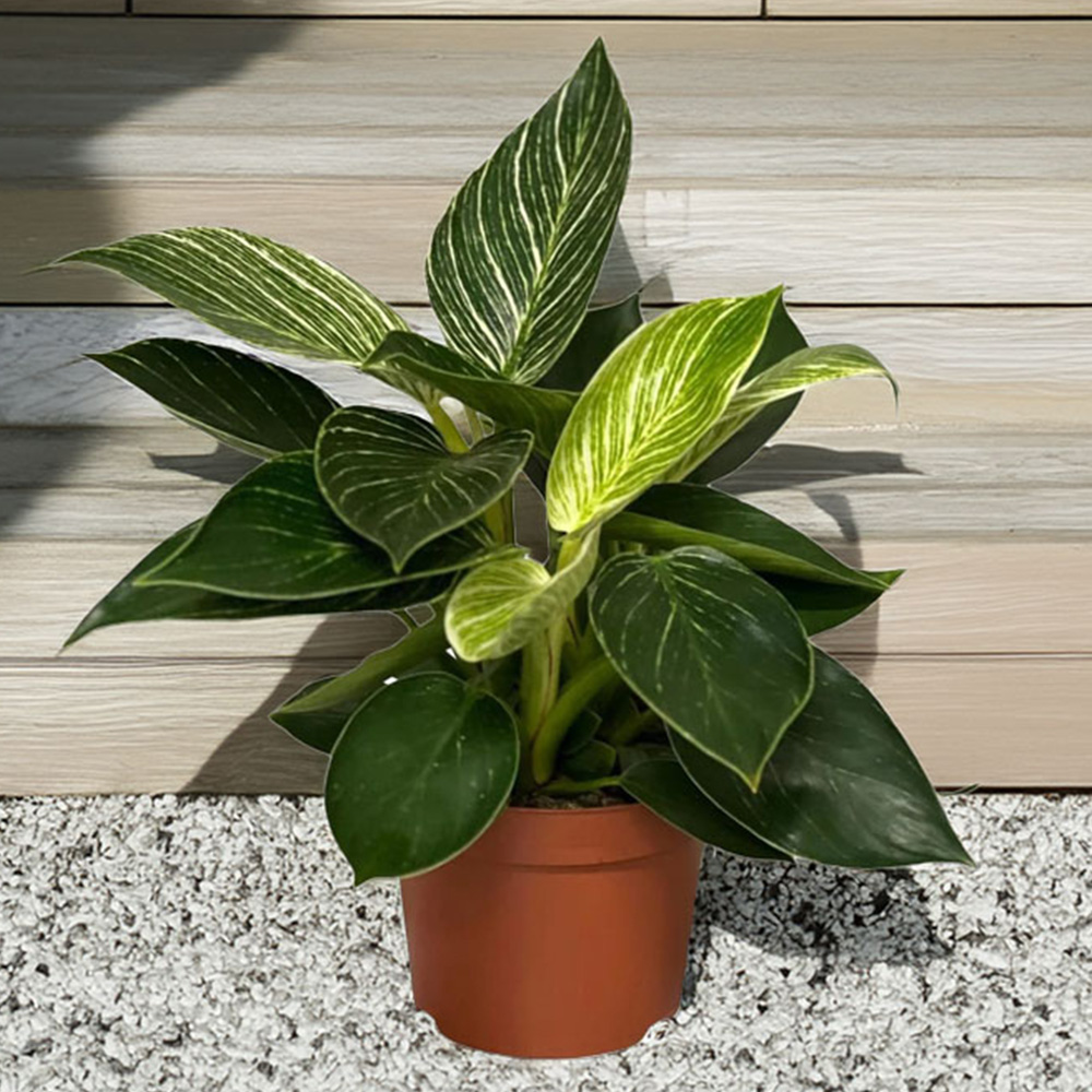 BloomingBritish Philodendron Birkin White Wave Plant Image 1