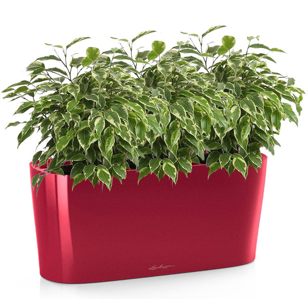 Lechuza Delta Red Polyresin Self Watering Planter 40cm 2 Pack Image 3