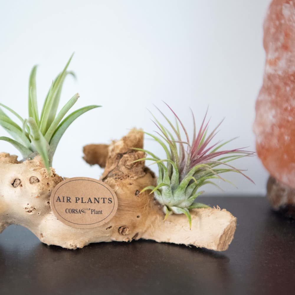 Thompson & Morgan Air Plant Tillandsia on Wooden Log Mini Image 3