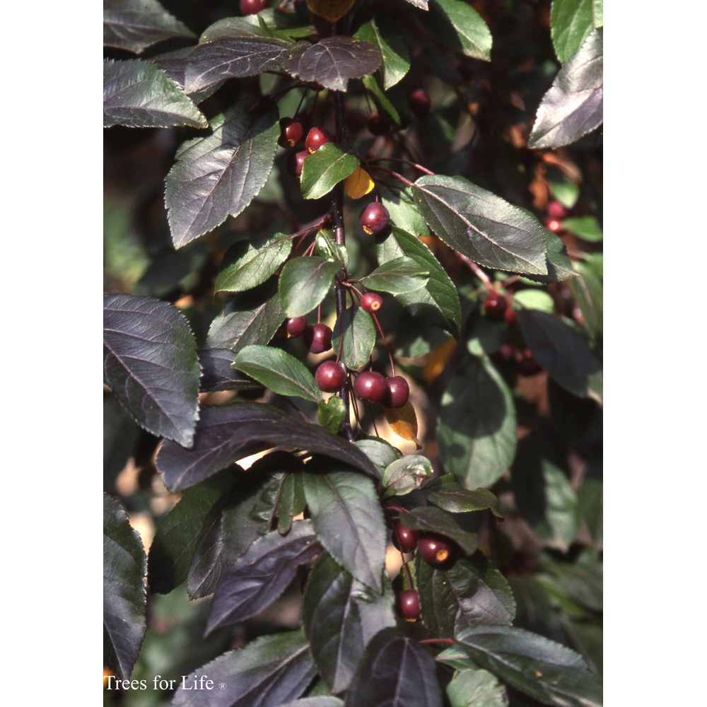 Frank P Matthews Trees Malus Scarlett Maiden Tree Image 2