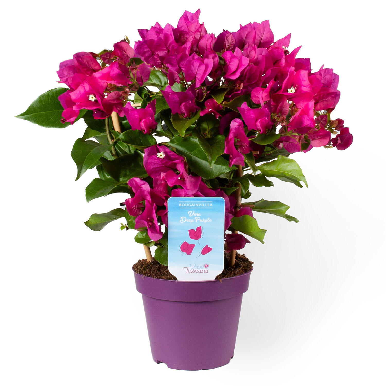 Bougainvillea Vera Purple Frame - Purple Image