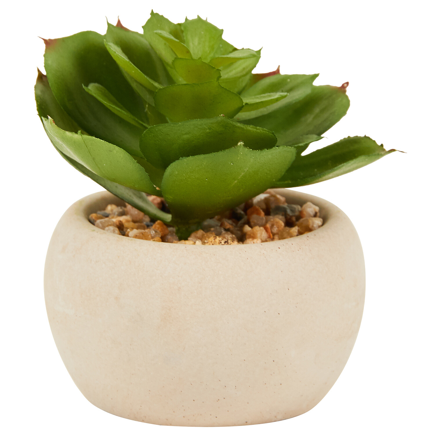 Mini Succulent in Pot - Green and Cream Image 24
