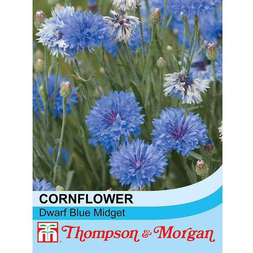 Thompson & Morgan Cornflower Dwarf Blue Midget Seeds Image 2
