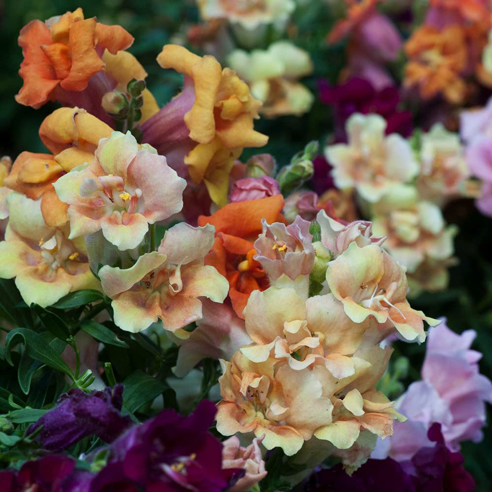 Thompson and Morgan Antirrhinum Mini Butterflies Garden Ready Plant 30 Pack Image 5