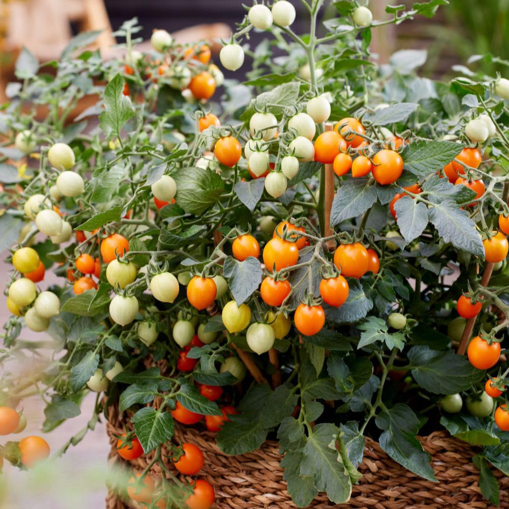 Thompson and Morgan Tomato Solanum lycopersicum Tiny Temptations Mixed Seed Packet Image 4