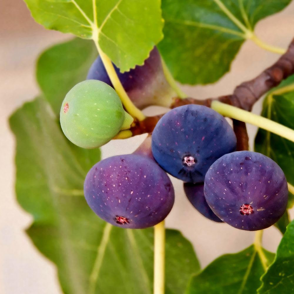 Thompson and Morgan Mediterranean Fruit Collection Plant Pot 8 Pack Image 2