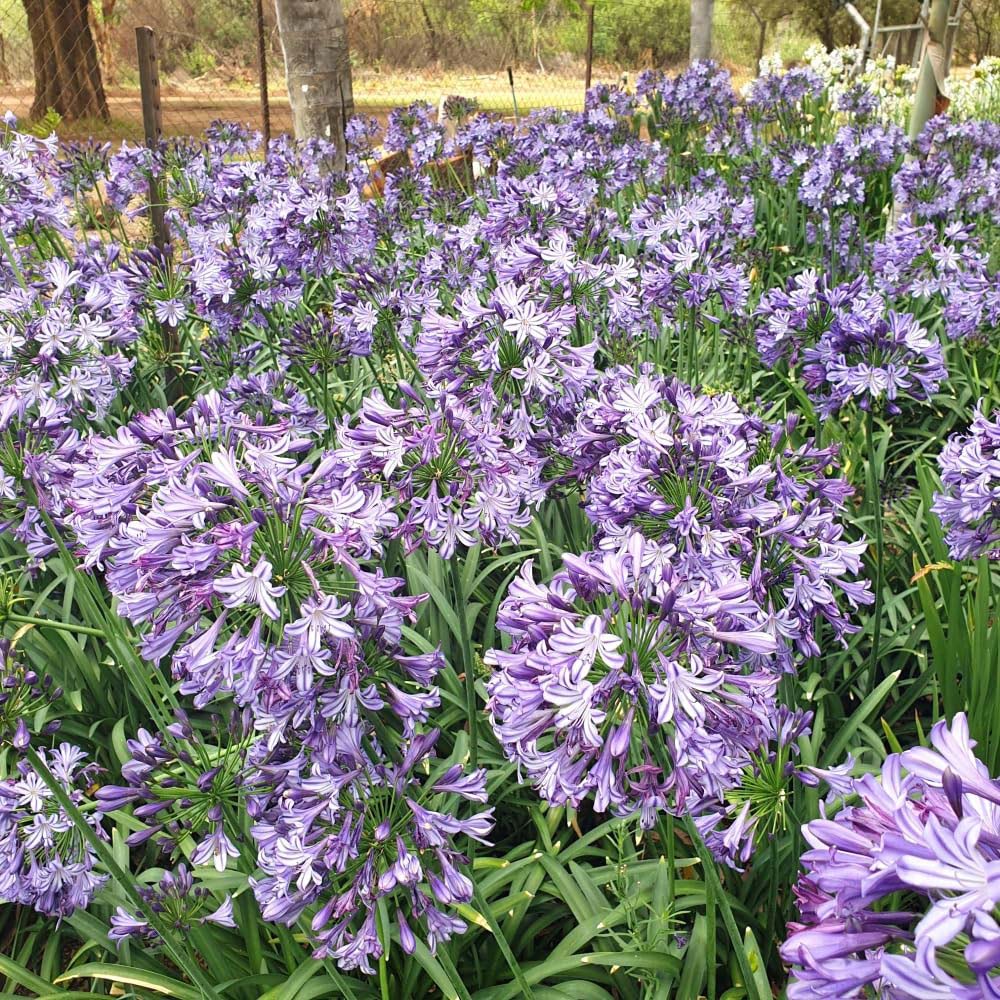 Thompson and Morgan Agapanthus Umbellatus Poppin Star Plant Pot 2L Image 4