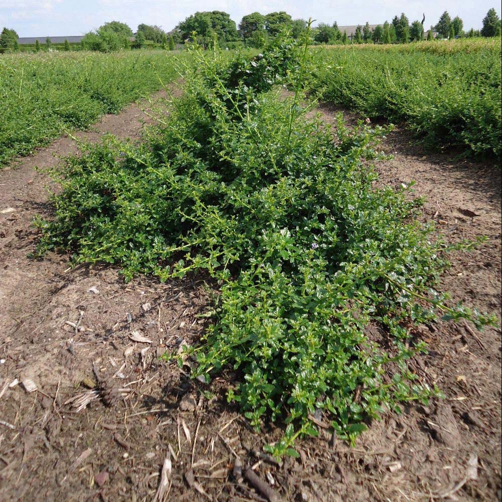 Thompson and Morgan Ceanothus Arboreus Blue Mound Plant Pot 9cm Image 4