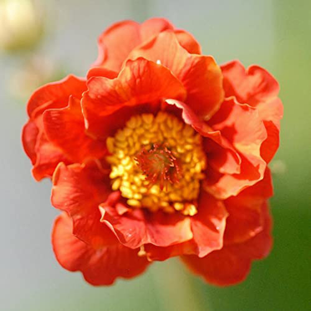 Thompson and Morgan Geum Mrs J. Bradshaw Plant Plug 48 Pack Image 3