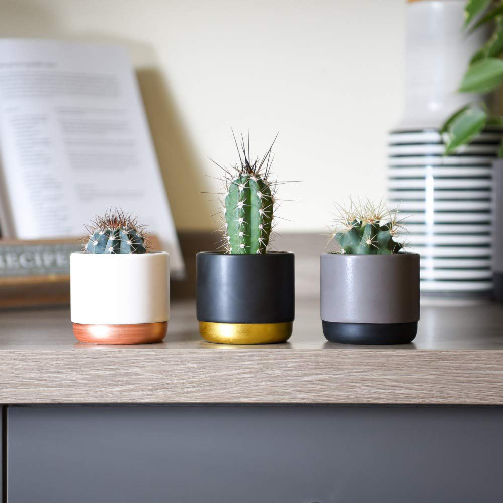 Thompson & Morgan Cactus Mixed Potted Plant 5.5cm 3 Pack Image 8
