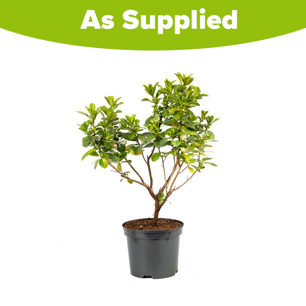 YouGarden Escallonia Laevis Pink Elle Plant Pot 2L Image 2