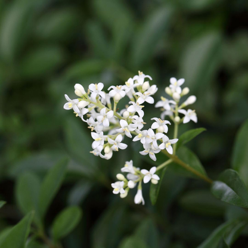Thompson and Morgan Ligustrum Vulgaris Liga Plant Pot 9cm 2 Pack Image 3