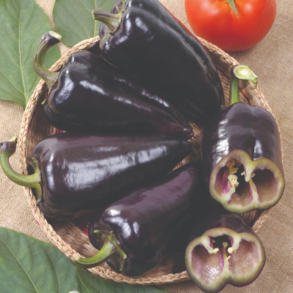 Thompson and Morgan Black Knight Pepper Capsicum Annuum Sweet F1 Hybrid Seed Packet Image 2