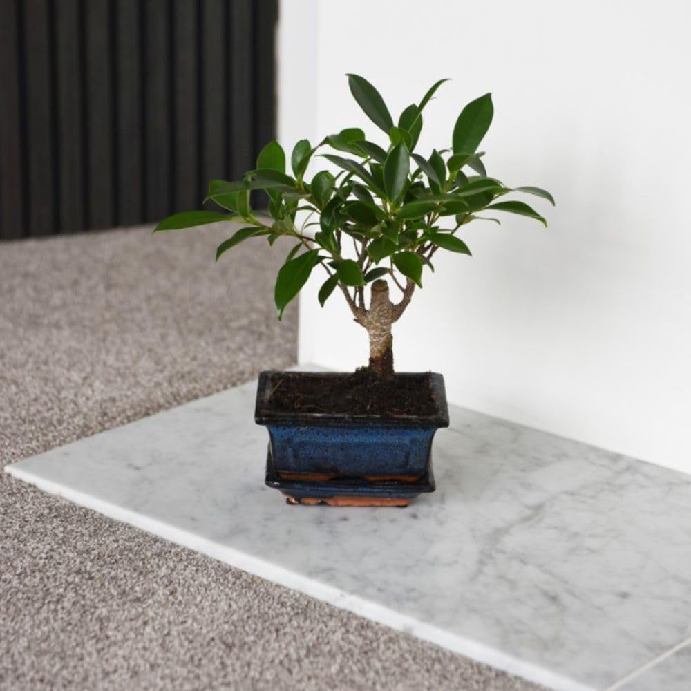 Thompson and Morgan Bonsai Ficus In Ceramic With Saucer Potted Plant 13cm 2 Pack Image 4